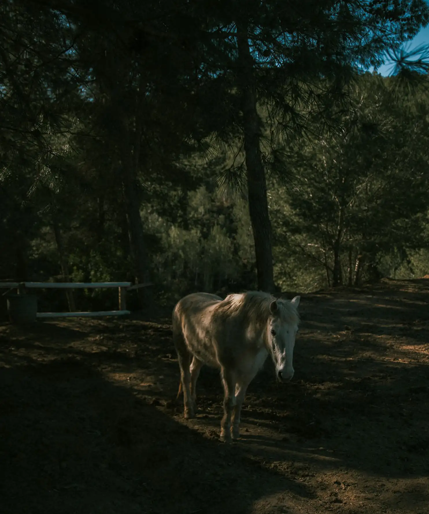 Horses_Editorial_HERO